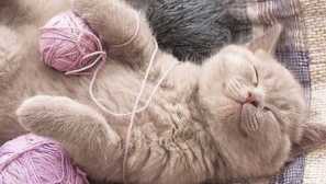 5 Kognitivnih činjenica o mačkama koje još niste znali